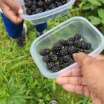 yes to home-grown berries