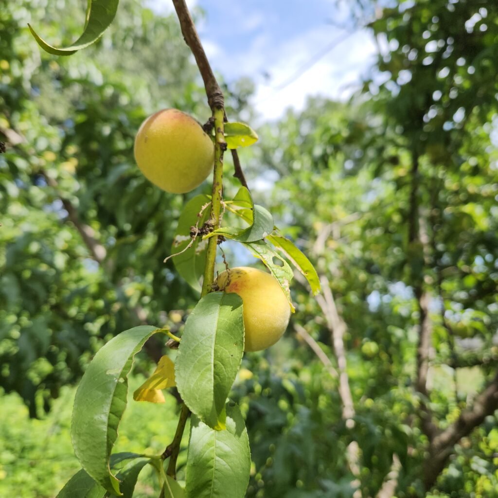 Fresh grown apricots